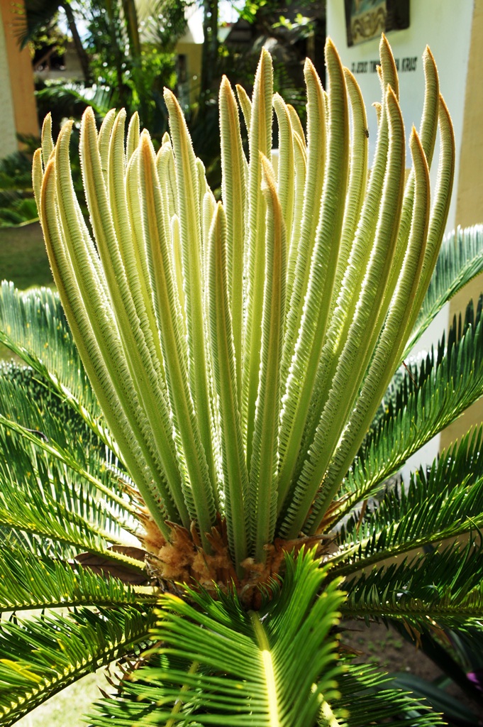 Matured leaves on the lower part spread radially from the center of the trunk. Notice the sharp contrast of the texture  of the matured leaves to the young shoots.