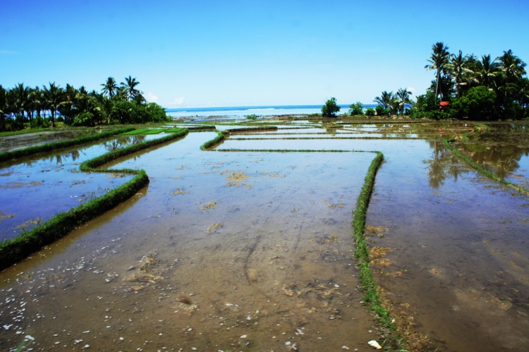 Rice field ready for planting, Taowg, Bulusan, June 2014