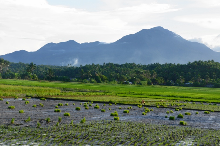 Rice planting season in Bulusan, 2014 (image #2)