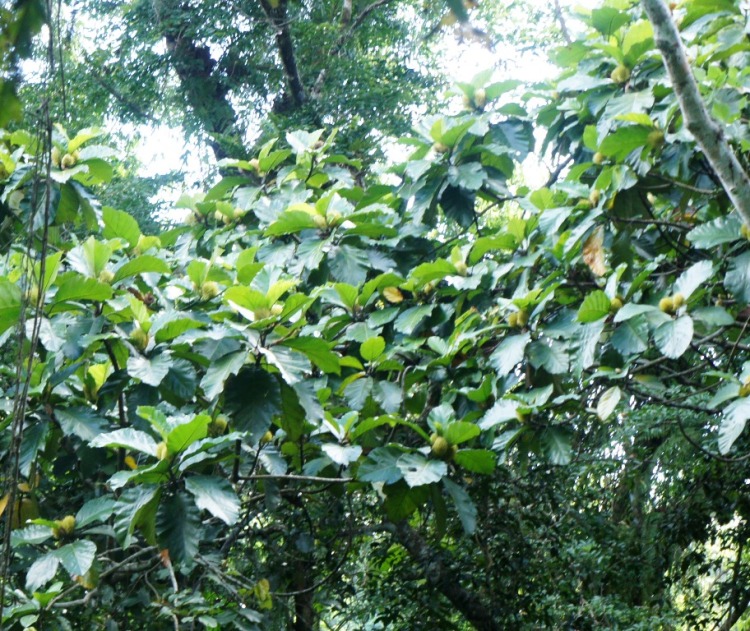 Naturally grown and fruiting gumihan tree along the mountain trail of Kapangihan, an outlying mountain village of Bulusan.