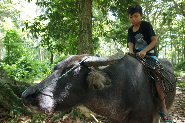 Marvin and their family's carabao grew up together says his father.