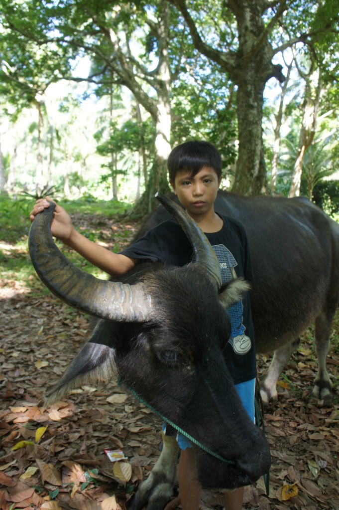 A close bond because the carabao is family says his father, Joseph.