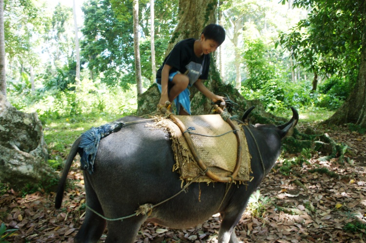 Marvin demonstrating how easily he can mount on top of the carabao with a 'siya' - a indigenous contraption for a rider to sit on the back of the carabao.