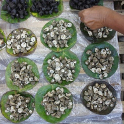 Live seashells (kadudodudo shells with the lighter color) from Gubat, Sorsogon