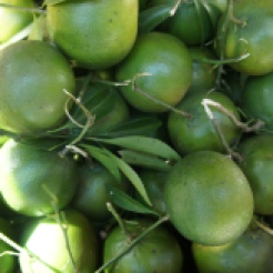 Dalandan fruits are called'mandarin' in Bulusan.