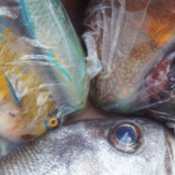 Assorted marine catch from Sabang, Bulusan